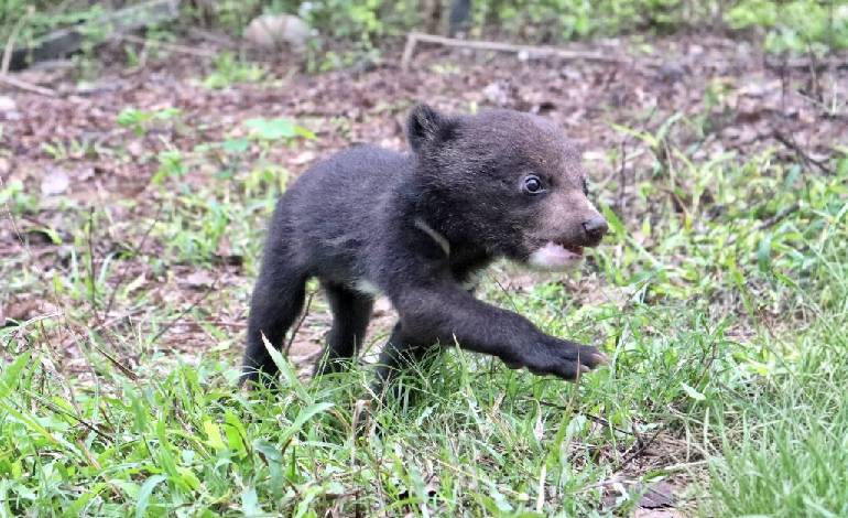 Two Asiatic black bear cubs find new home at Pakke Tiger Reserve’s CBRC