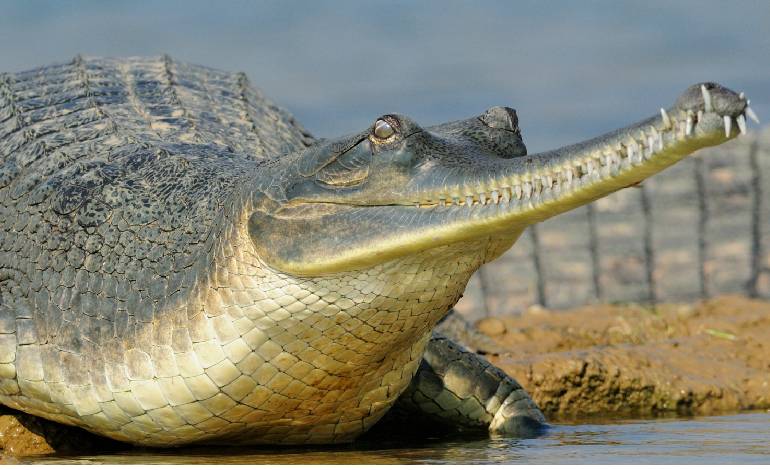 53 Gharials released into Kuno National Park river in conservation Effort