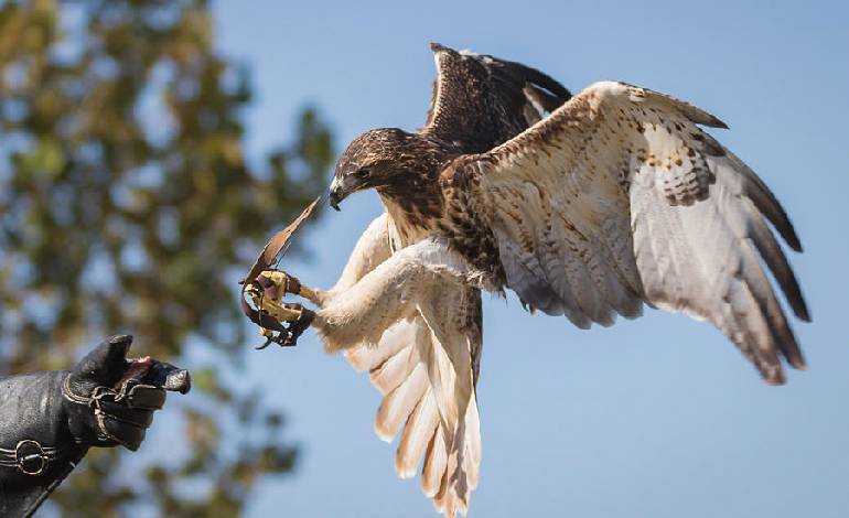 Tamil Nadu Forest Department rolls out state-wide HAWK training to combat wildlife crime