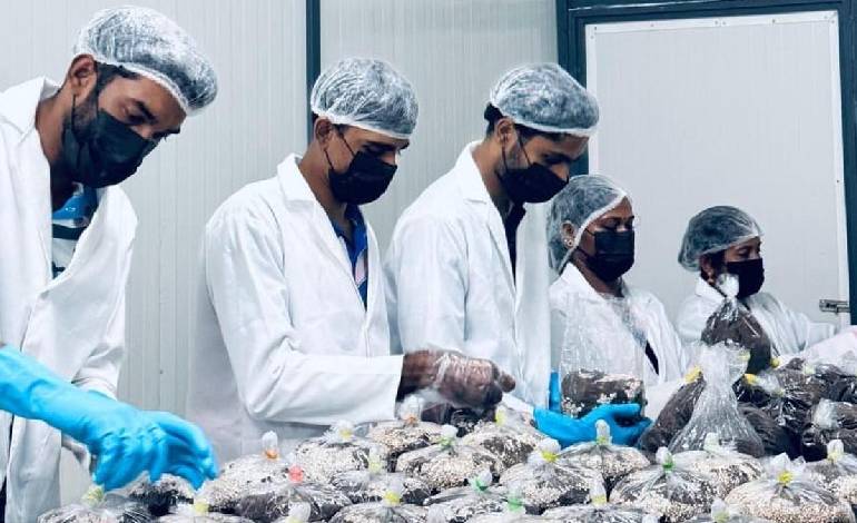 Volleyball players from Kerala started a thriving mushroom business