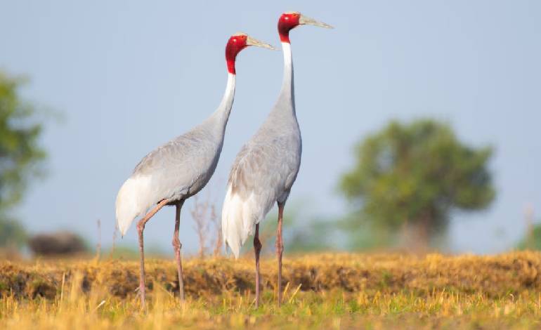 Farmers honoured for protecting sarus cranes in Maharajganj