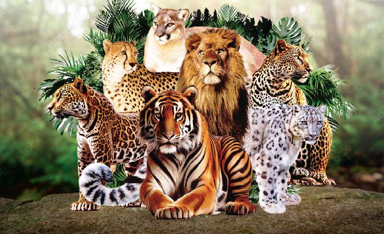 Hope for India’s wildlife: Big cat alliance paves way for conservation success