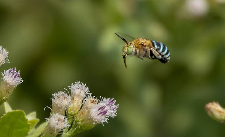 Roadside wildflowers in Jammu’s Himalayan foothills become unexpected haven for native bees