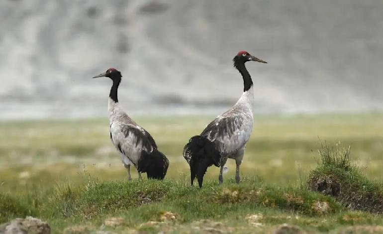 Ladakh the Land of High Passes; Factors that make Ladakh a unique birding destination