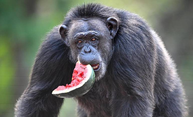 Visakhapatnam Zoo gears up for summer with cooling measures for animals