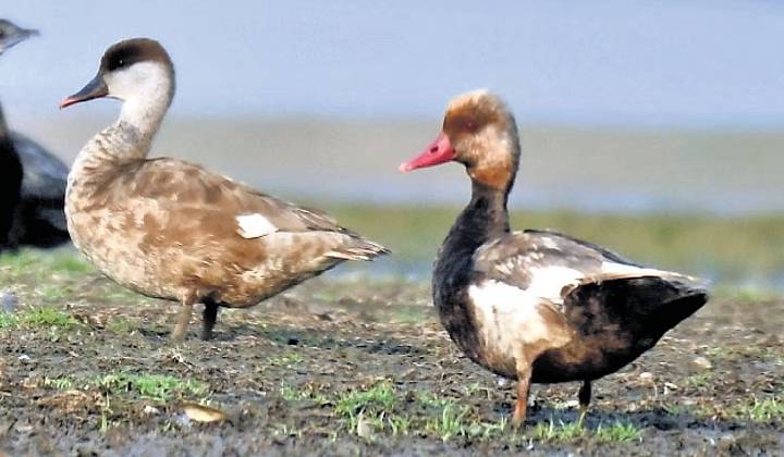 Villagers’ conservation efforts make Venkatraopeta Cheruvu a haven for migratory birds