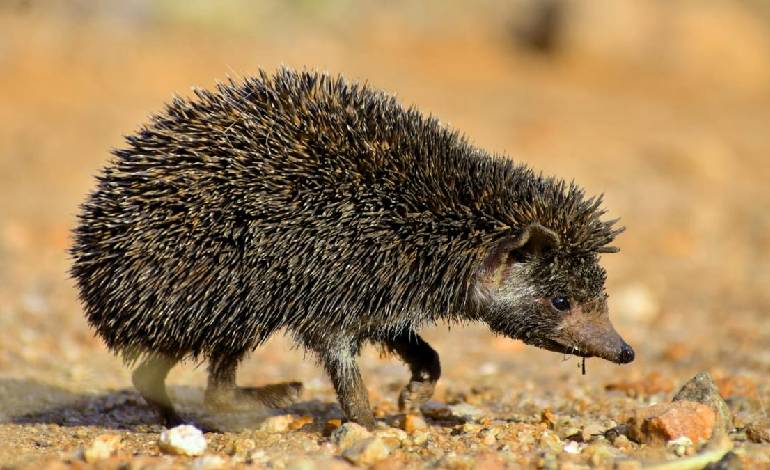 Unraveling the mystery of the Madras hedgehog: Groundbreaking study sheds light on evolutionary history