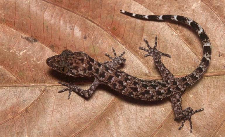 New gecko species discovered in Tripura named after researcher’s mentor
