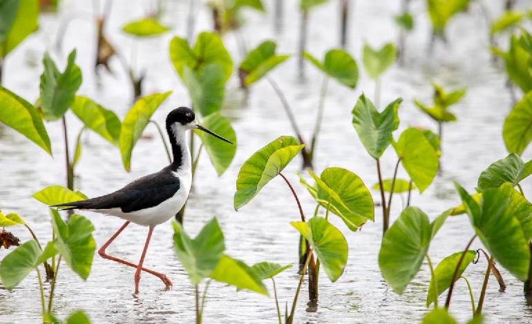 New study clears indigenous Hawaiians of blame for extinct waterbird species