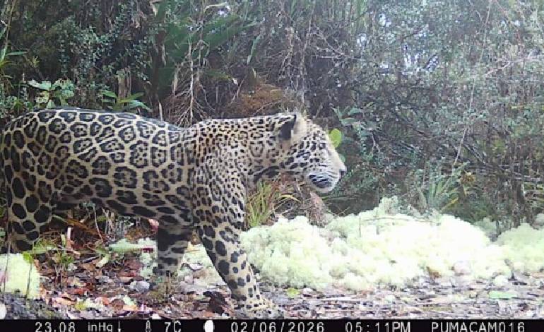 Jaguar spotted in Honduras cloud forest after decade-long absence; Signaling conservation success