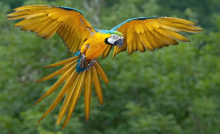 ‘A dream come true’: Blue-and-yellow macaws return to Rio’s Tijuca forest after 200-year absence
