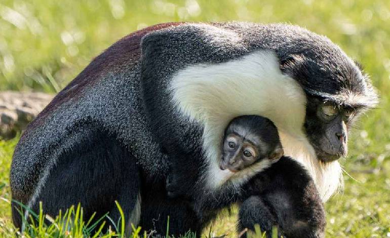 Masaya the first ever Roloway monkey to undergo surgery in captivity