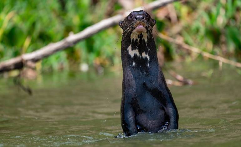 40 animals were granted special protections Including giant river otter