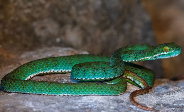 Scientists discovered New species in Cambodia’s rare rocky ecosystems