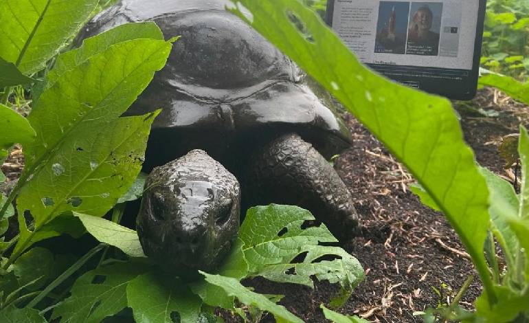 Jonathan, the world’s oldest known tortoise is very much alive