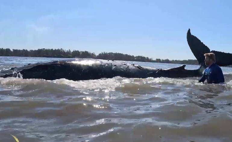 Rescue teams free stranded humpback whale from sandbar in New South Wales