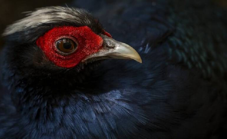 Vietnam pheasant returns after 20-year absence in rare reintroduction bid