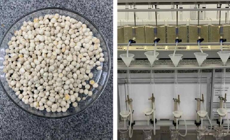 “Miracle Tree” seeds filter 98.5% of microplastics from water, study finds