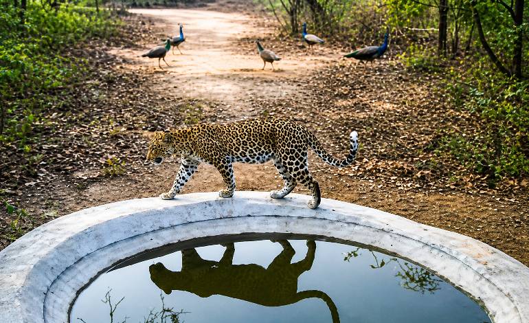 Ancient ‘Chelima’ pits revived to help wildlife survive heat in Kawal Tiger Reserve