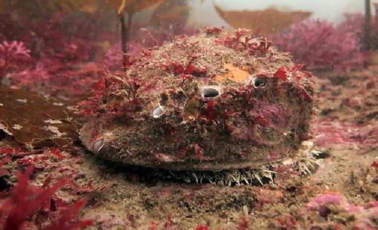 White abalone spotted alive off California coast for first time in 5 years