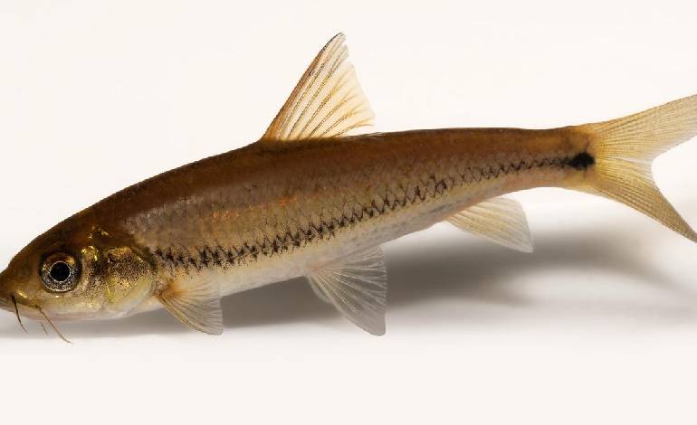New fish species discovered in Periyar, ends 70-year scientific mix-up
