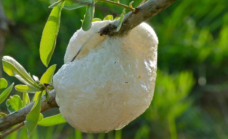 African foam-nest tree frog beats the odds by building nests in the air