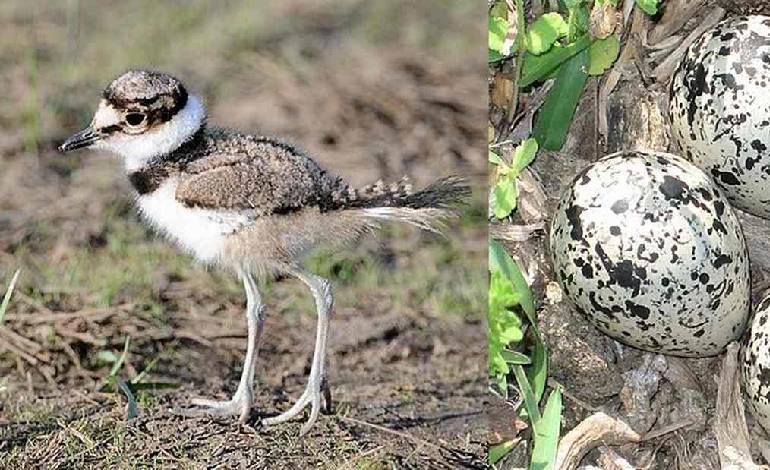 From plover buzz to killdeer action: Lockport pair saves nest, construction waits