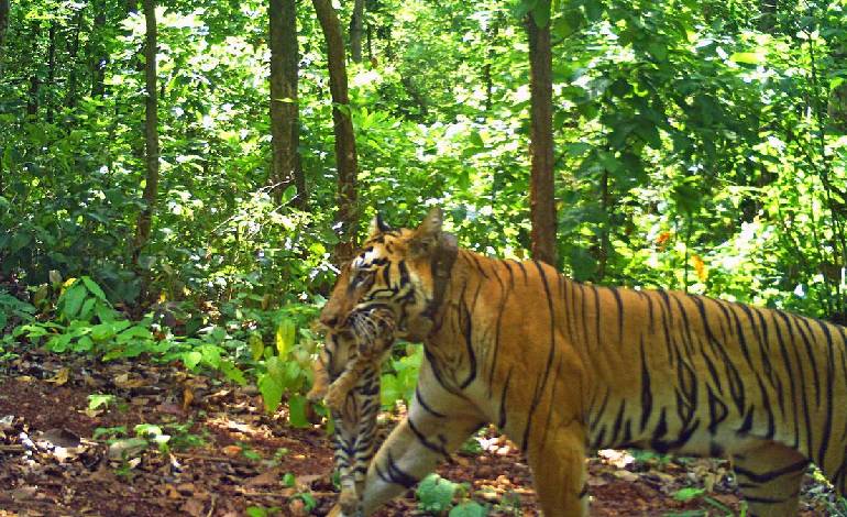 Translocated tigress Zeenat gives birth to four cubs in Similipal