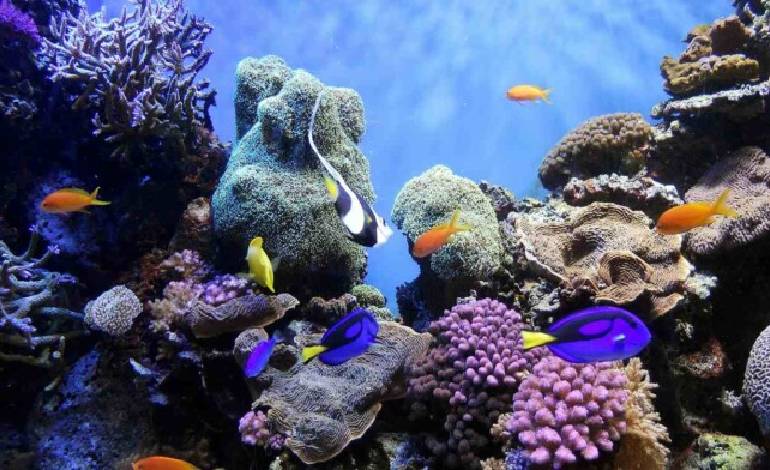 Bloomberg Philanthropies pledges $250 million to turn ocean protection plans into action