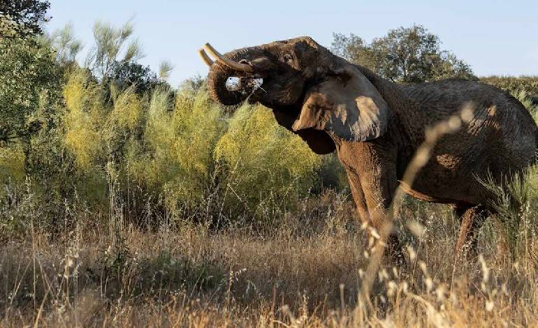 Europe’s first working elephant sanctuary welcomes its first resident