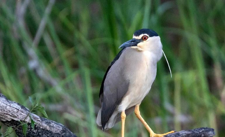 Rare night heron spotted on Somerset estate after river restoration