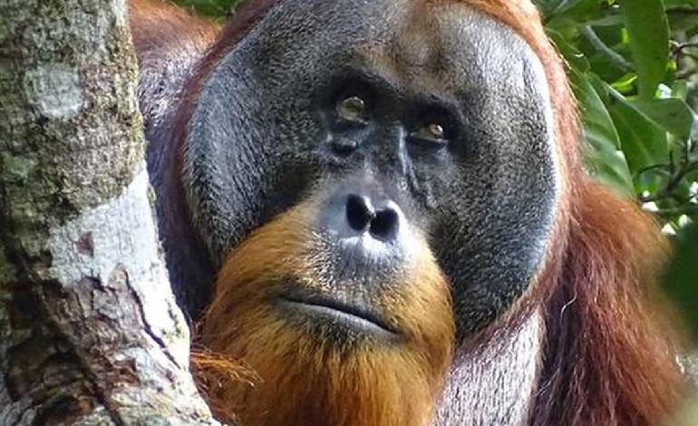 When animals turn doctors: The science of ‘zoopharmacognosy’