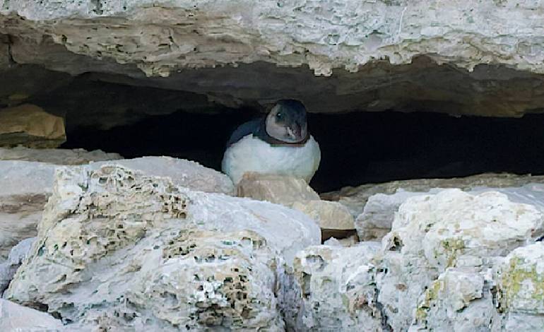 First puffling in 30 years hatches on Dorset cliffs