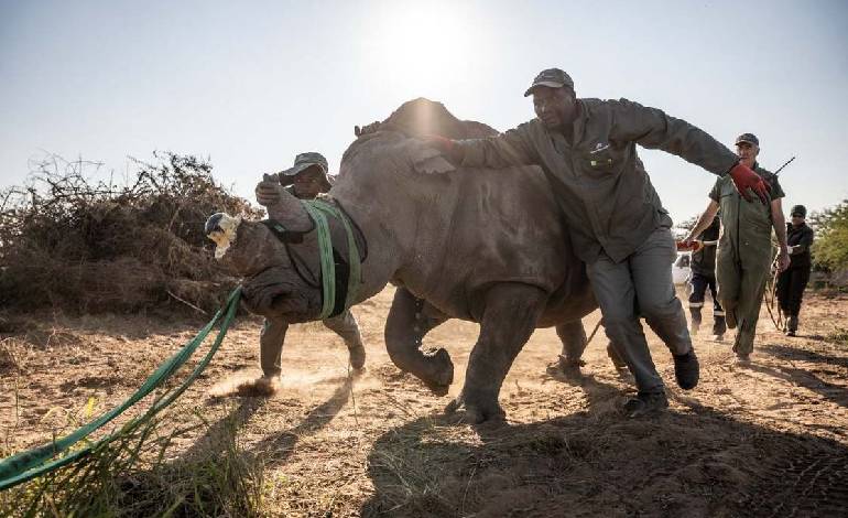 Nine white rhinos return to Mozambique Park as rewilding effort gains ground