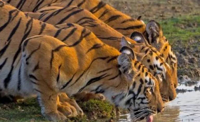 International Tiger Day: Tigers thrive far Beyond Jungles