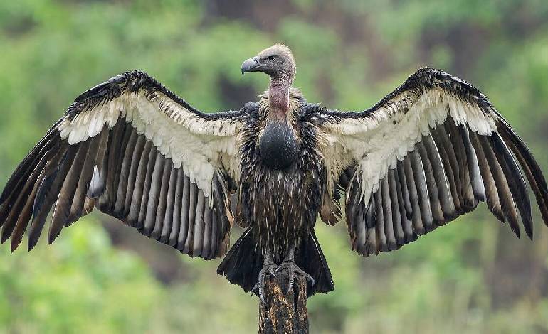 Critically endangered white-rumped vulture spotted in Cambodia after 10-year absence