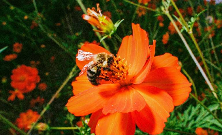 How bees keep their cool as temperatures soar