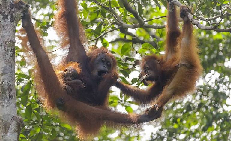 Rescued orangutans are now raising a new wild population in Sumatra