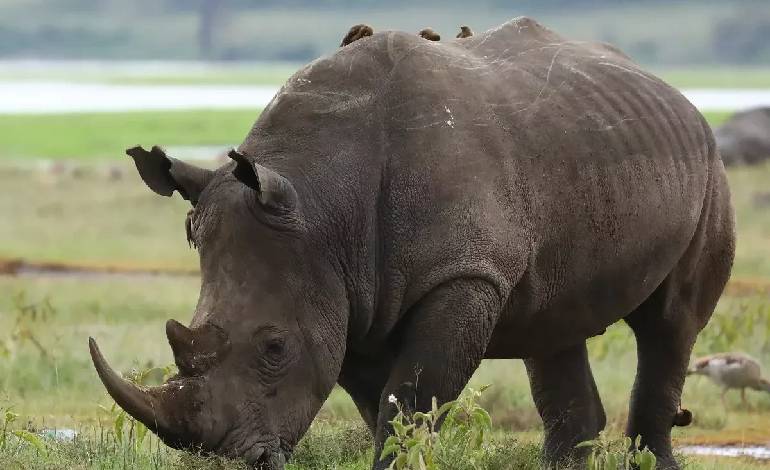 Black rhinos return to Zimbabwe’s Matusadona after 30-year absence