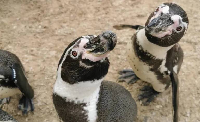 Flamingos love it, zoos don’t: Heatwave woes for animal attractions