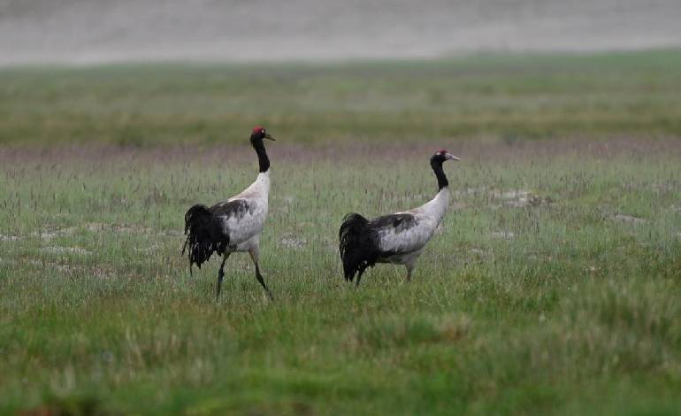 Over 2,950 dogs sterilised in Ladakh to protect black-necked cranes