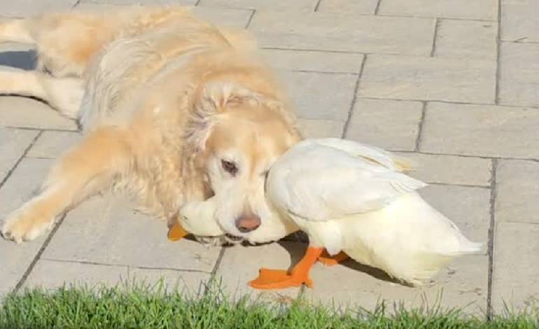 “Emotional support duck” helps revive epileptic dog’s spark, long Island family says