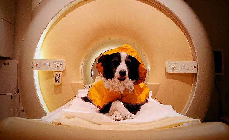 Happy human faces light up dogs’ brains, study finds