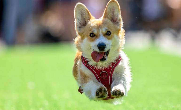 150 corgis from 9 countries race in Lithuania’s biggest corgi festival yet