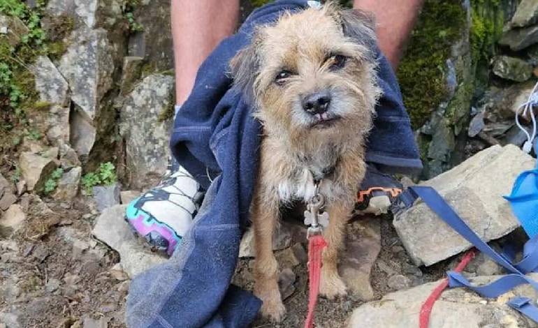 Dog missing for three weeks on England’s highest peaks rescued