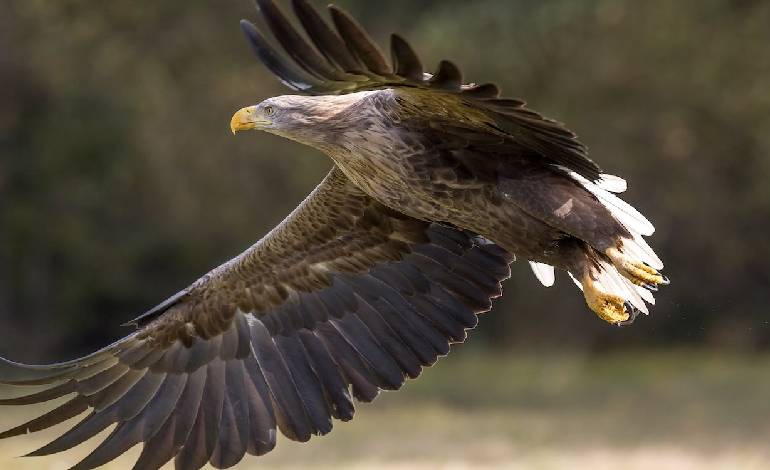 White-tailed sea eagle chick fledges at Fota Park, first in over a decade