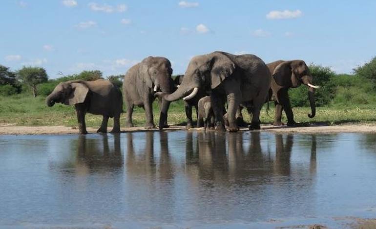 Rewilded elephants adapt “remarkably well” to life in the wild, new study finds