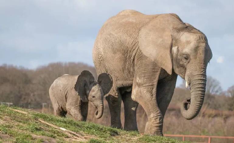 Howletts to build new elephant house for UK’s largest African herd