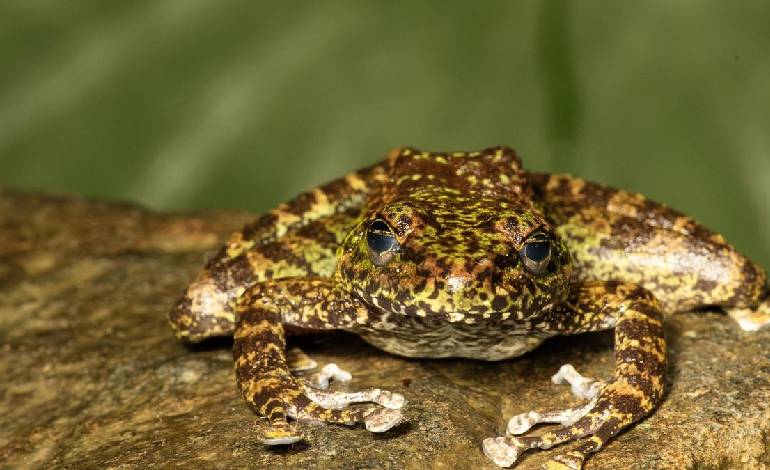 Three new cascade frog species discovered in Northeast India