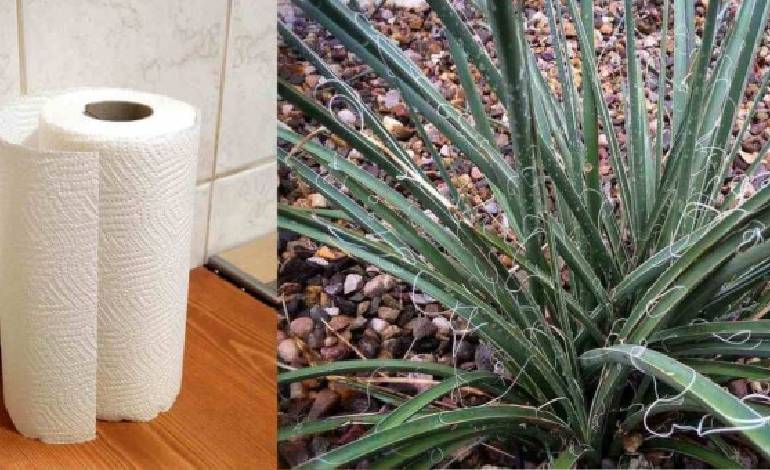 Kimberly-Clark tests desert plant hesperaloe as wood fiber alternative